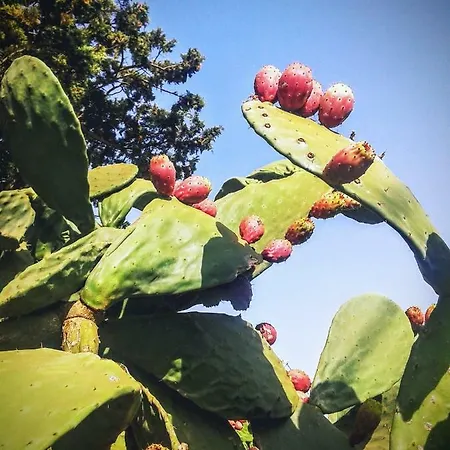 Bed & Breakfast La Porta Di Mare Nardò