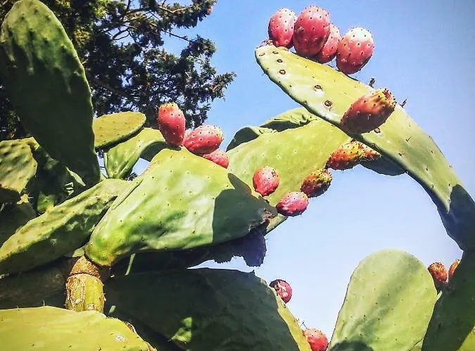 Bed & Breakfast La Porta Di Mare Nardò